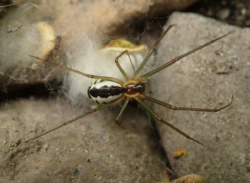 Neriene cf. radiata - Sernaglia della Battaglia (TV)